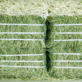 Alfalfa Hay Half Bales
