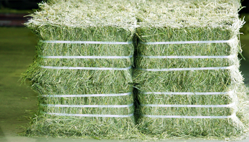 Alfalfa Hay Half Bales