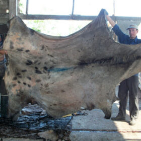 Wet Salted Horse Hides